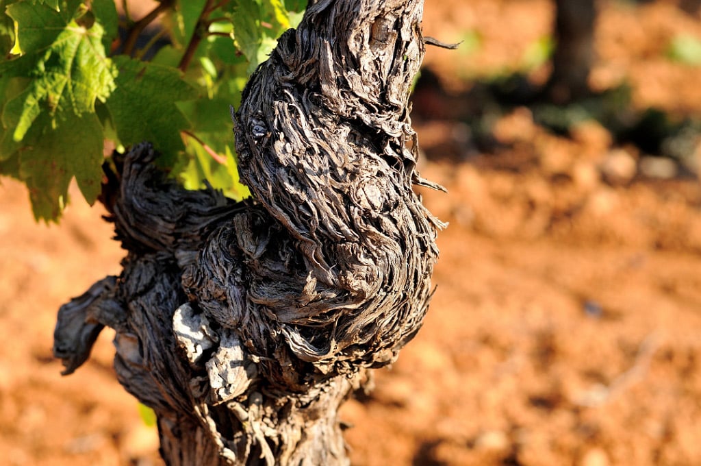 Tronc noueux et écorce rugueuse d'un vieux cep de vigne dans un vignoble ensoleillé.