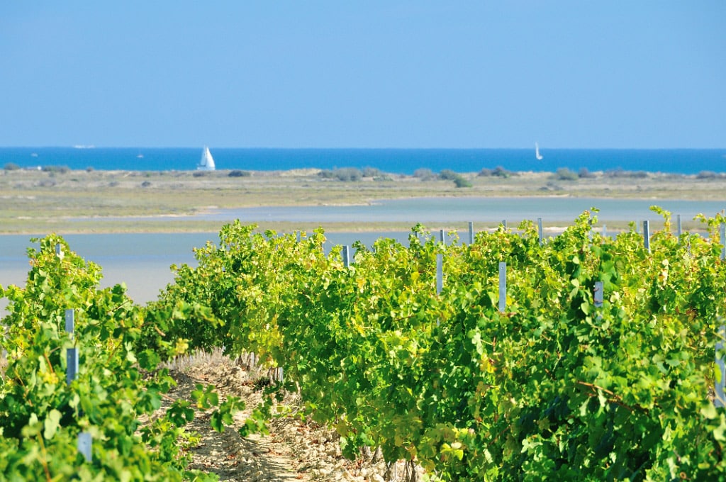 Rangées de vignes verdoyantes face à la mer avec un voilier à l'horizon sous un ciel bleu dégagé.
