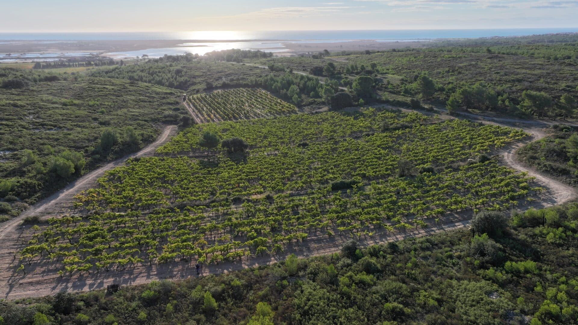 Vue aérienne de vignes verdoyantes surplombant la mer Méditerranée sous un soleil éclatant.