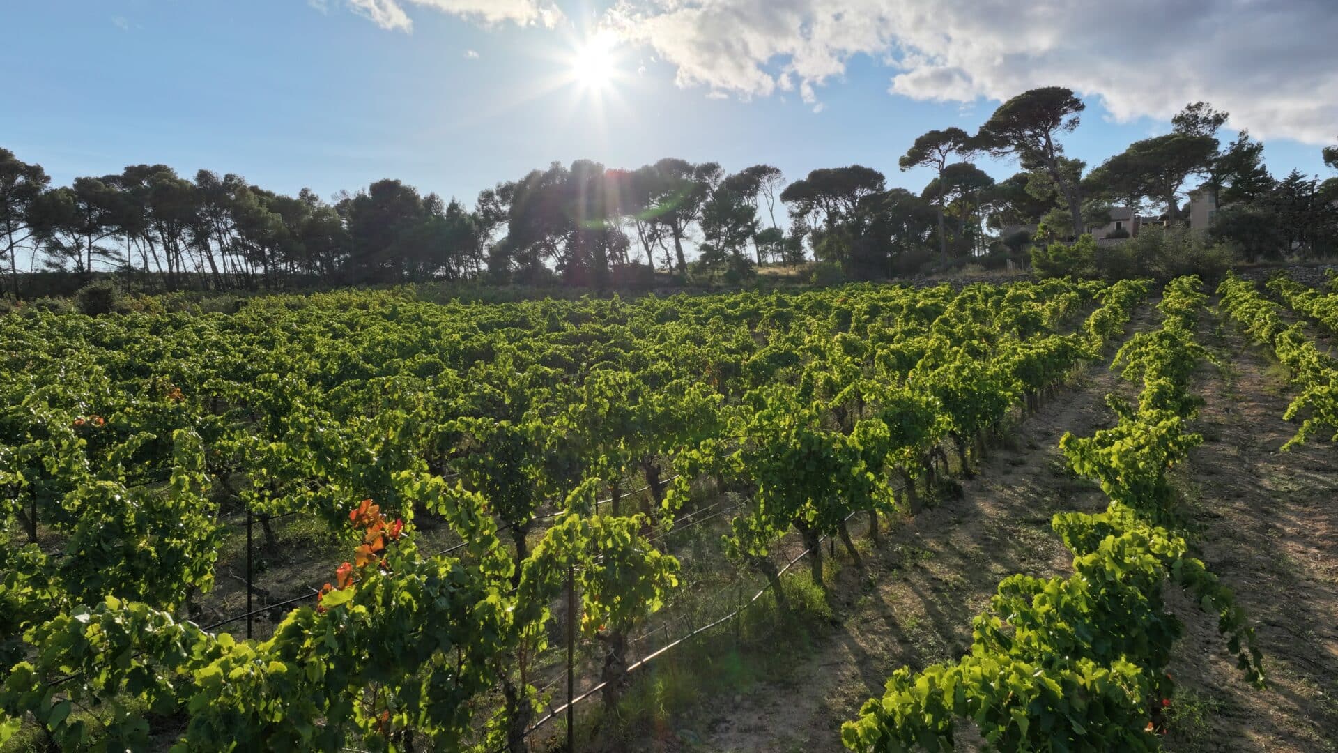 Vignes verdoyantes sous un soleil éclatant avec pins parasols, paysage viticole paisible par ciel bleu.
