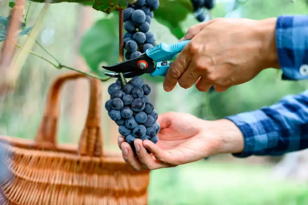 Récolte de raisins noirs au sécateur : vendanges artisanales Mains taillant une grappe de raisins noirs avec un sécateur bleu, panier en osier, récolte de vigne.